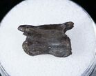 Unidentified Cretaceous Amphibian Tail Vertebrae #12815-1